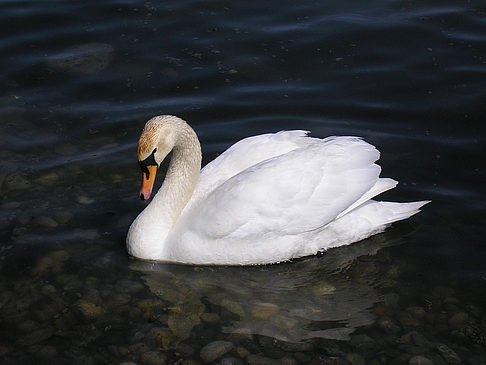 Foto Höckerschwan - 