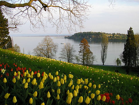 Foto Mainau Frühling