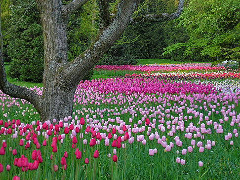 Foto Mainau Frühling