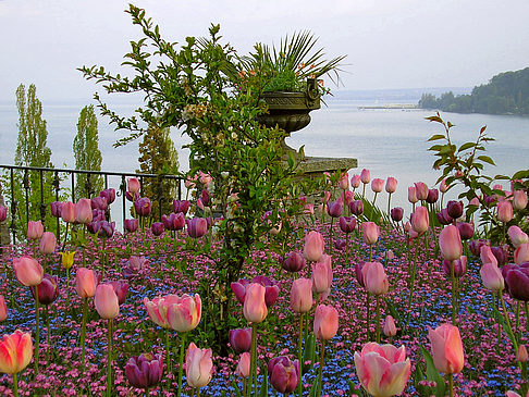 Fotos Mainau Frühling