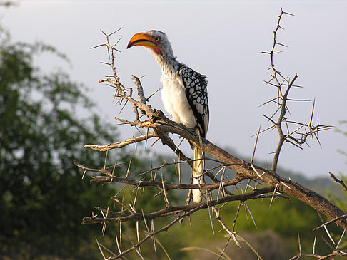 Vögel Foto 